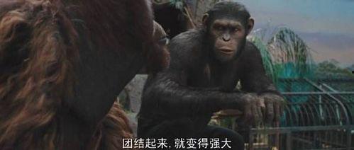 猩球崛起在线观看免费,重燃自由之战——在线免费观看,探索猿类革命传奇 第2张 猩球崛起在线观看免费,重燃自由之战——在线免费观看,探索猿类革命传奇 第2张